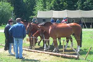 Les chevaux de l'Arme