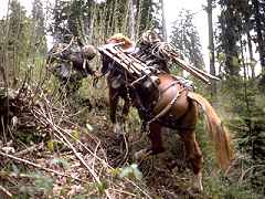 Les bataillons d'infanterie de montagne perdront 1177 chevaux